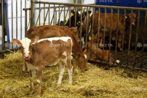 牛舎の一角で敷き詰められた藁の上で子牛が立ってこちらを見ている様子。